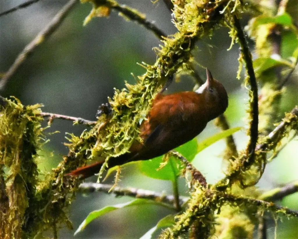 黄斑爬树雀(Margarornis stellatus)