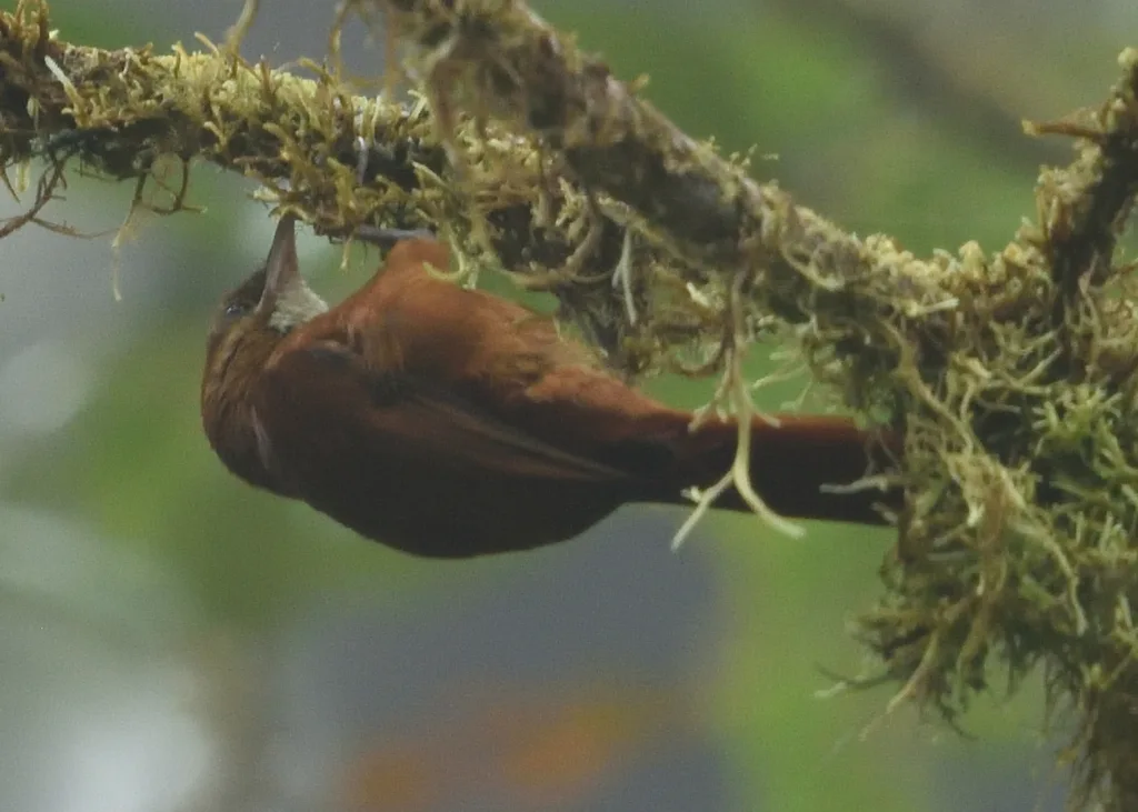 黄斑爬树雀(Margarornis stellatus)