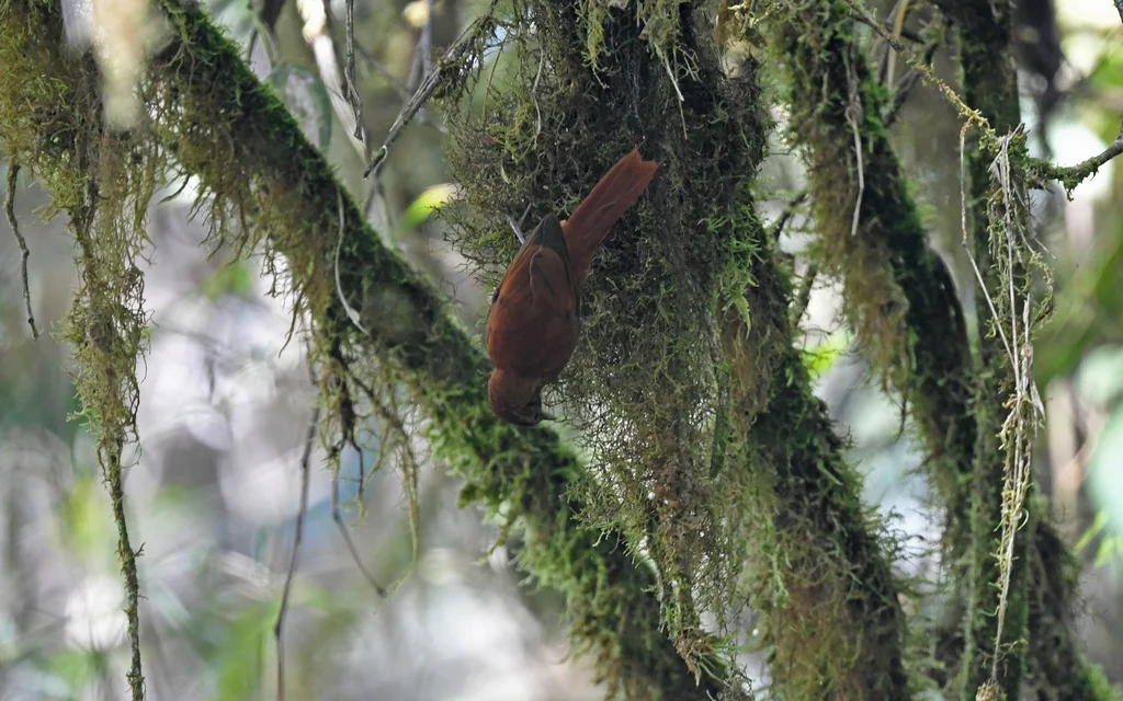 黄斑爬树雀(Margarornis stellatus)