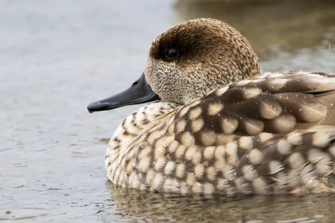 云石斑鸭