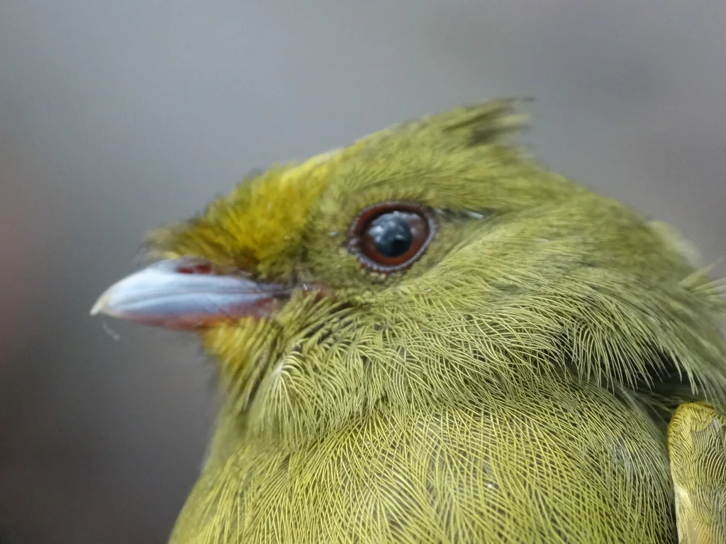 金翅娇鹟(Masius chrysopterus)