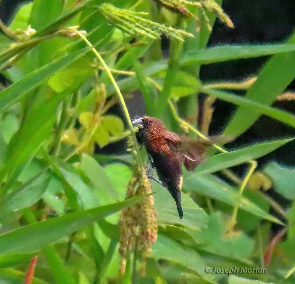 纹头文鸟(Mayrimunia tristissima)