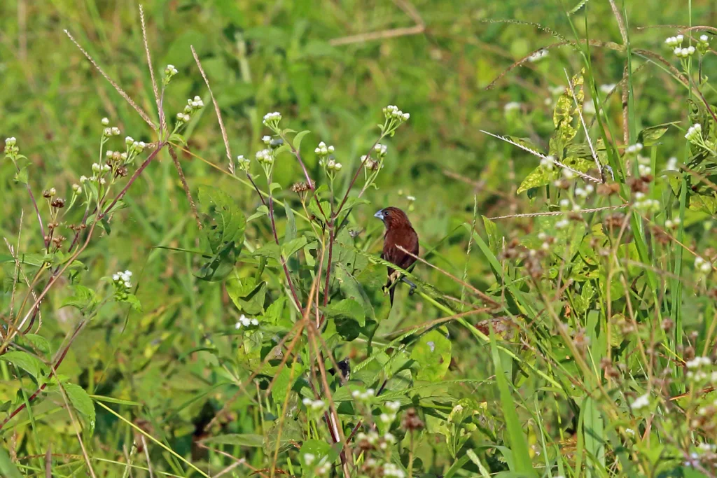 纹头文鸟(Mayrimunia tristissima)