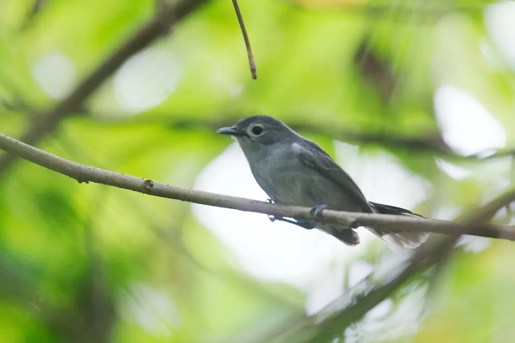 斐济灰鹟(Mayrornis lessoni)
