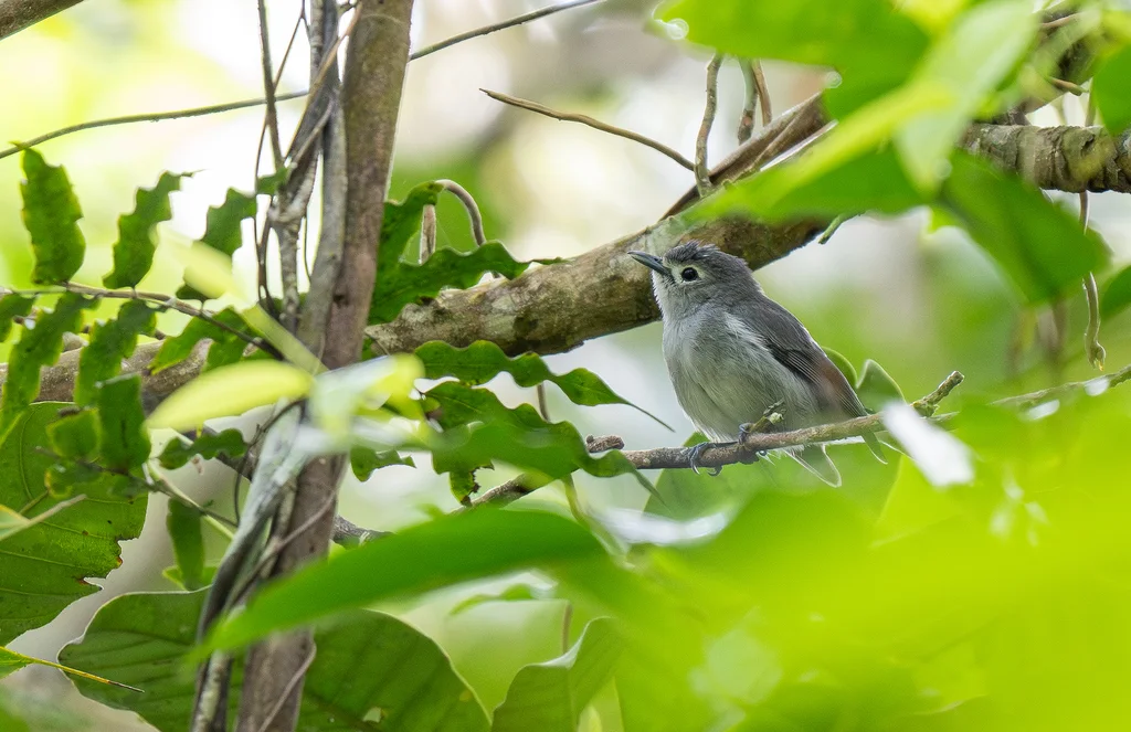 斐济灰鹟(Mayrornis lessoni)