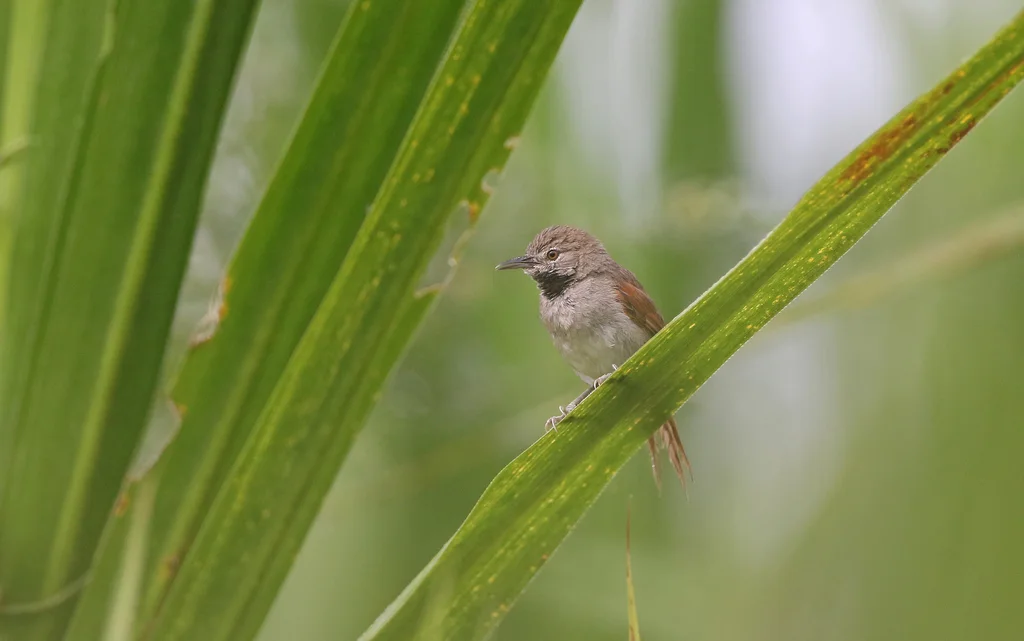 白腹针尾雀(Mazaria propinqua)
