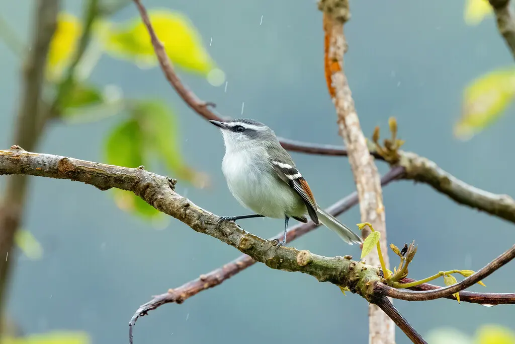 棕翅姬霸鹟(Mecocerculus calopterus)