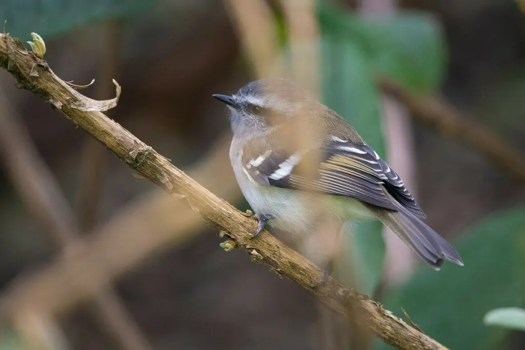 白斑姬霸鹟(Mecocerculus stictopterus)