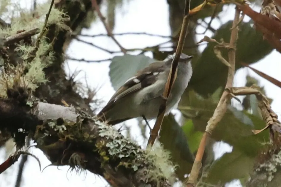 白斑姬霸鹟(Mecocerculus stictopterus)