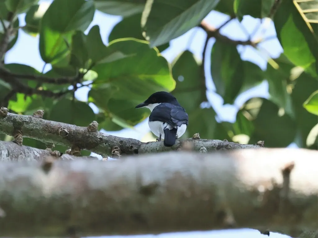 非洲鵙鹟（Megabyas flammulatus）
