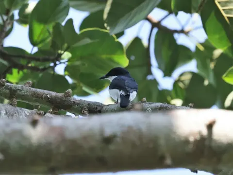 非洲鵙鹟