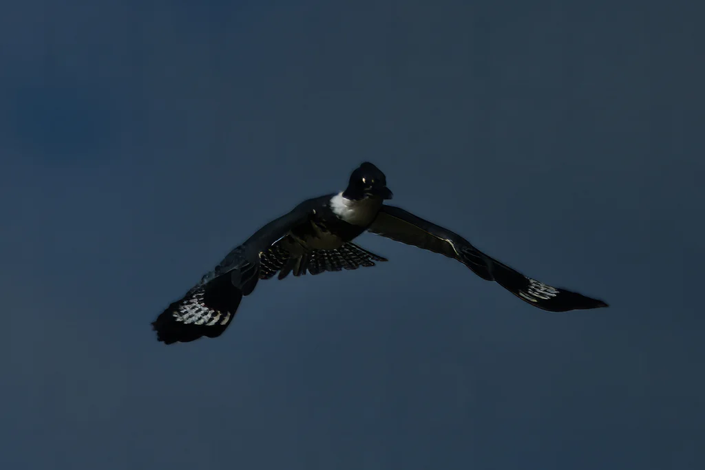 白腹鱼狗(Megaceryle alcyon)
