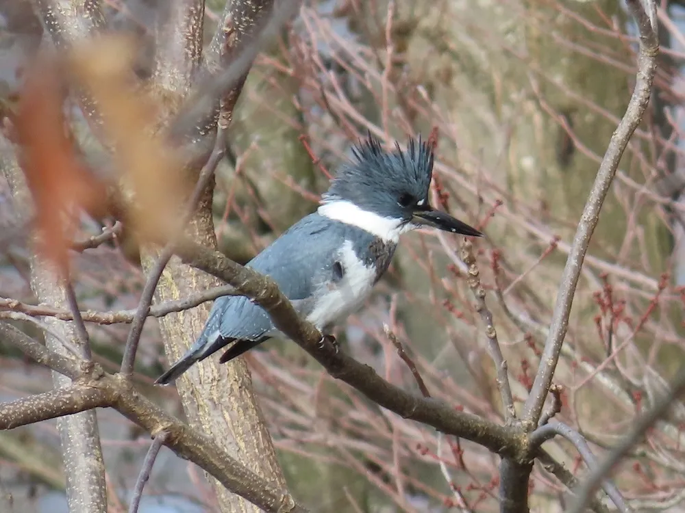 白腹鱼狗(Megaceryle alcyon)