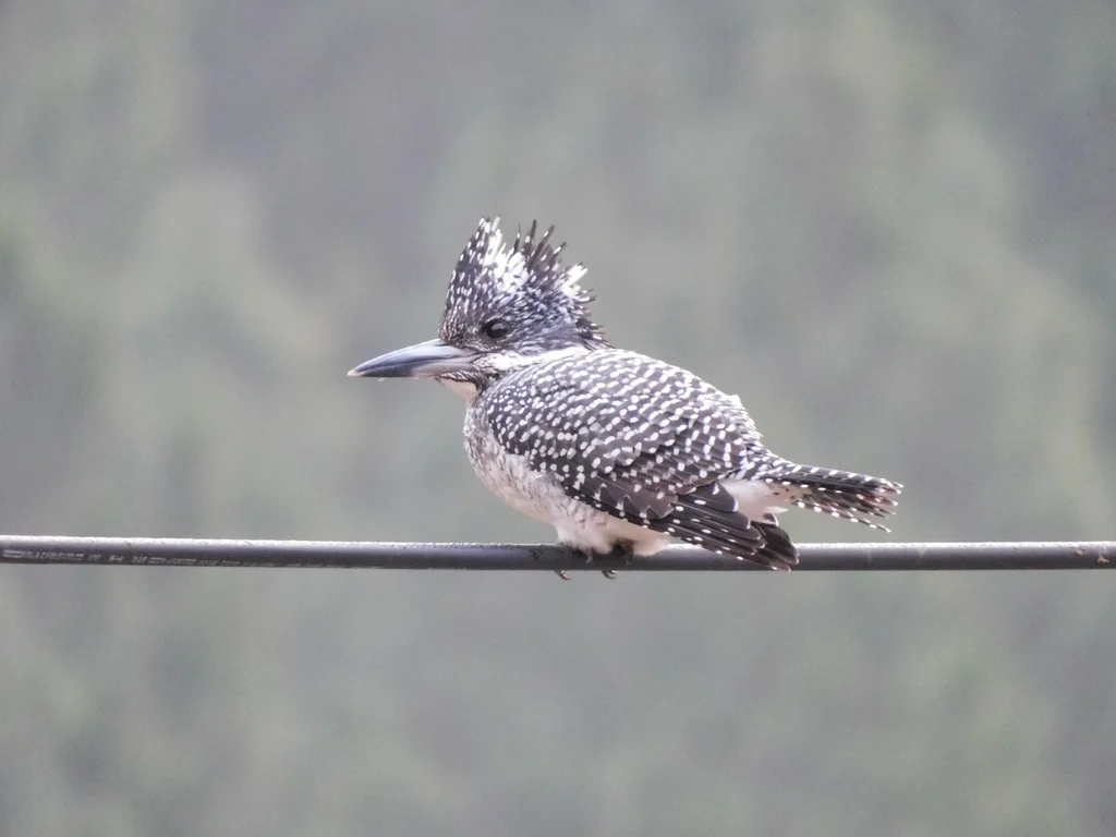 冠鱼狗(Megaceryle lugubris)