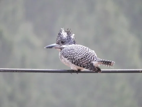 冠鱼狗