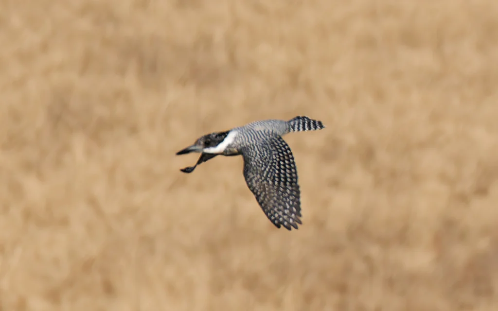 冠鱼狗(Megaceryle lugubris)