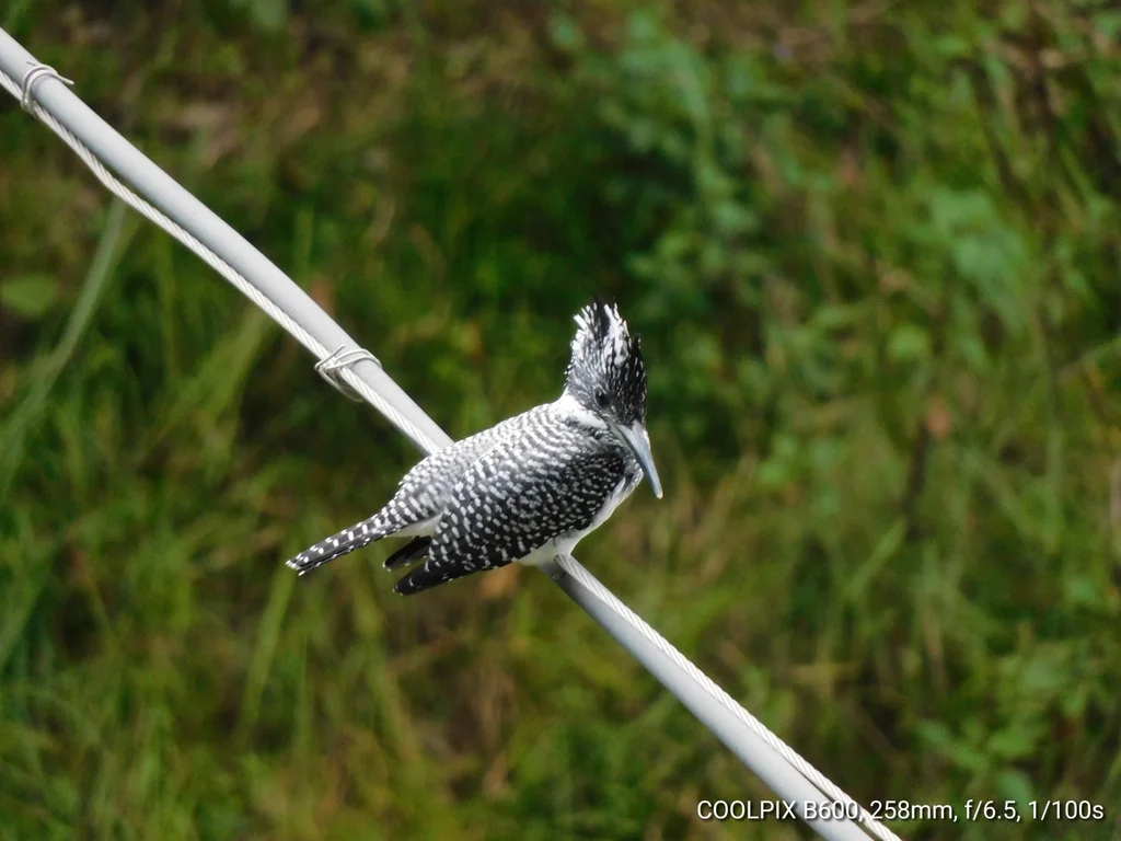 冠鱼狗(Megaceryle lugubris)