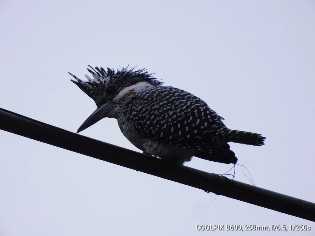 冠鱼狗(Megaceryle lugubris)