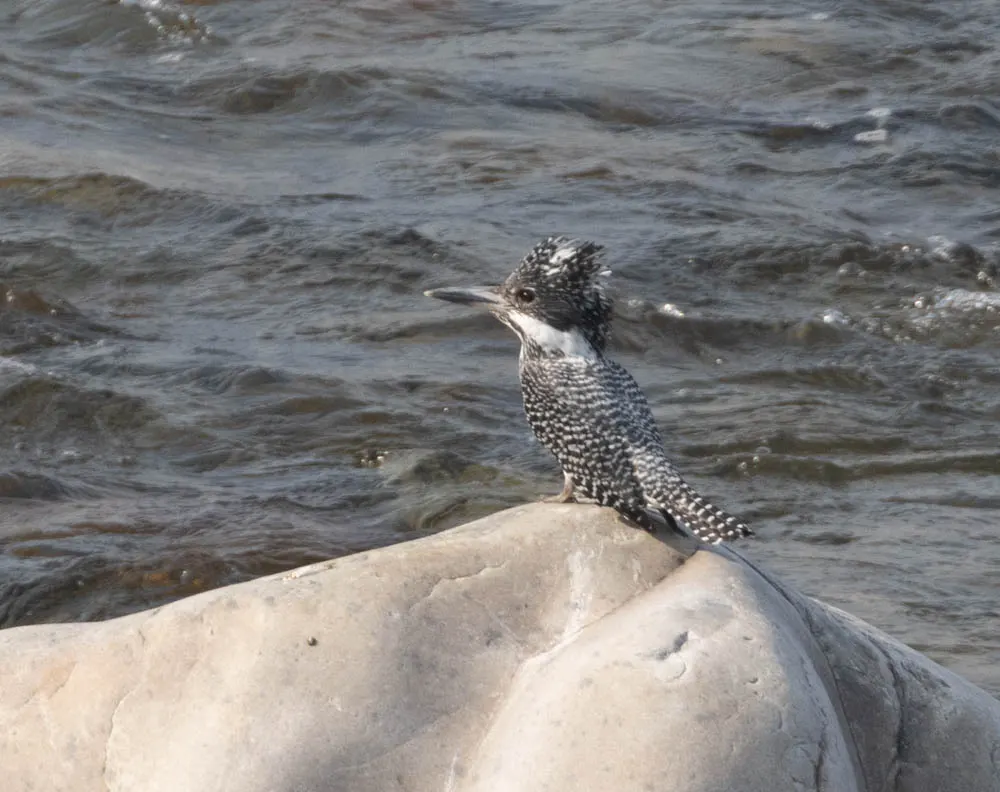 冠鱼狗(Megaceryle lugubris)