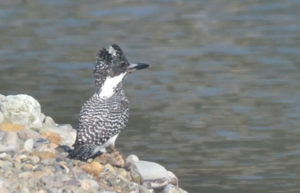 冠鱼狗(Megaceryle lugubris)