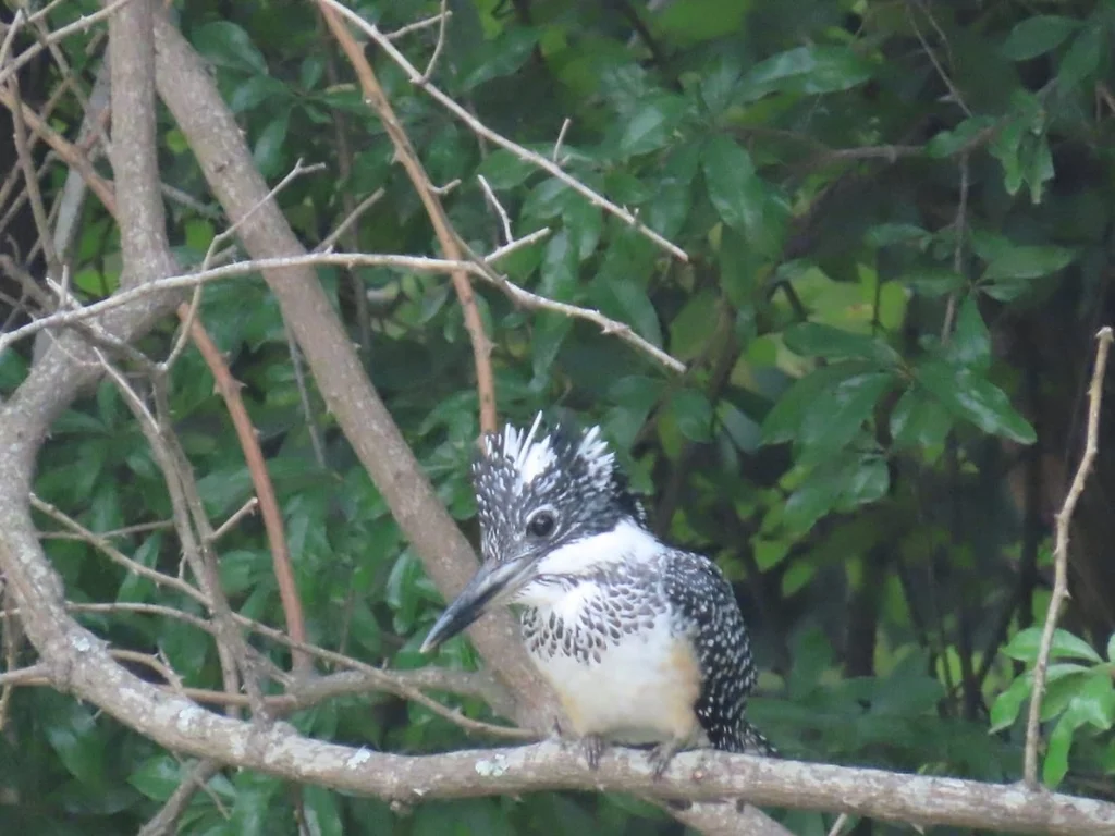 冠鱼狗(Megaceryle lugubris)