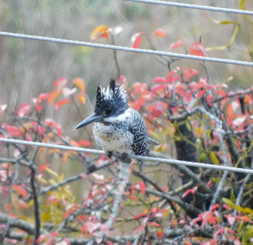 冠鱼狗(Megaceryle lugubris)