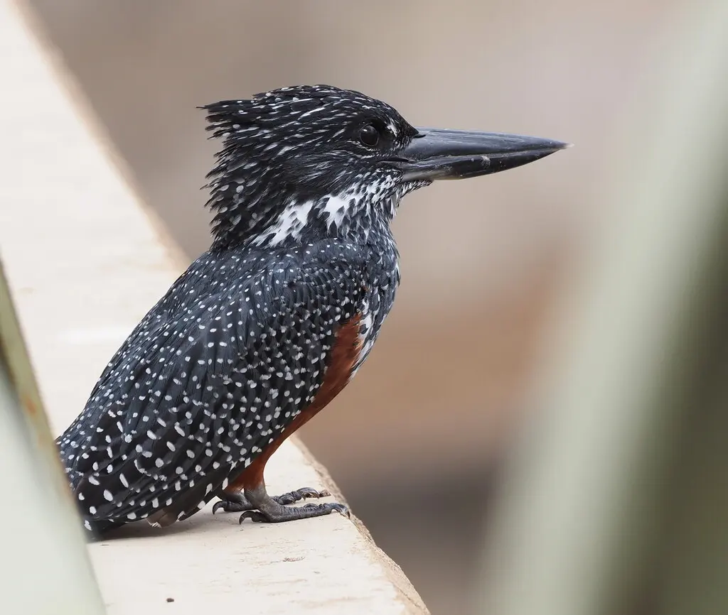 大鱼狗(Megaceryle maxima)
