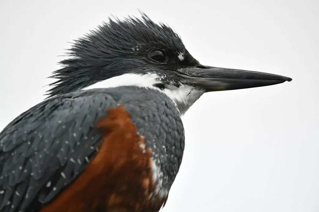 棕腹鱼狗(Megaceryle torquata)