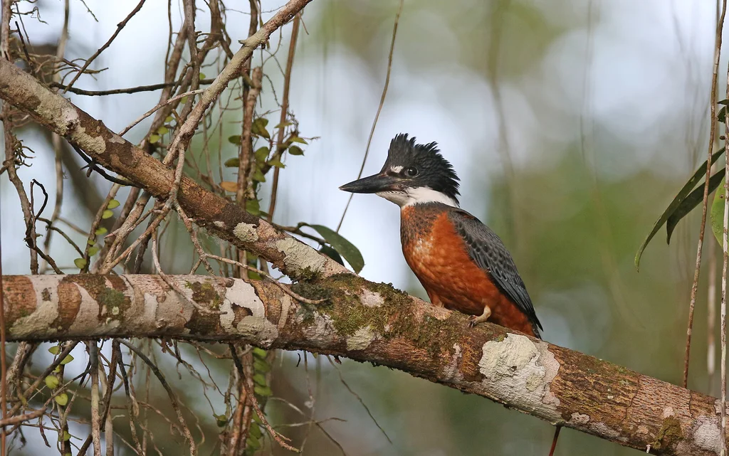 棕腹鱼狗(Megaceryle torquata)