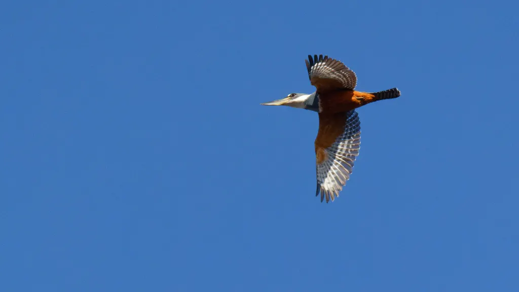 棕腹鱼狗(Megaceryle torquata)