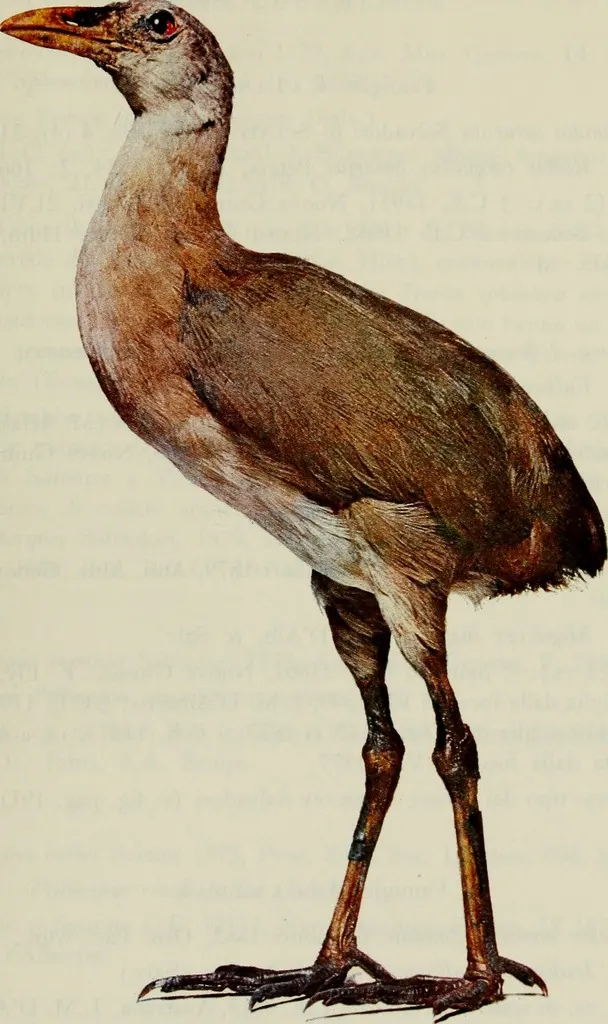 新几内亚秧鸡(Megacrex inepta)