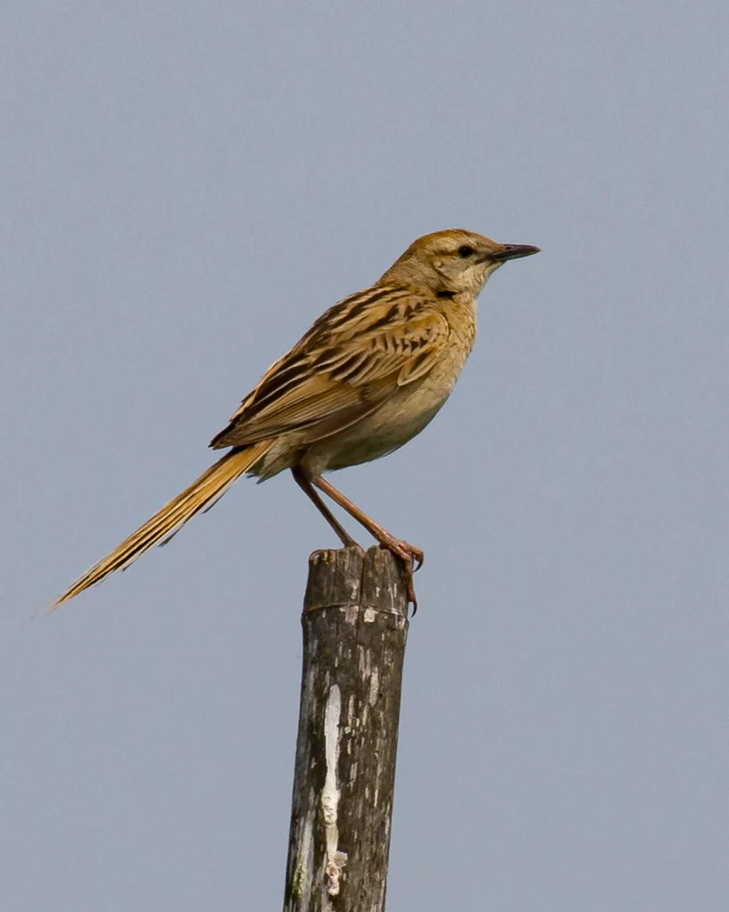 沼泽大尾莺(Megalurus palustris)