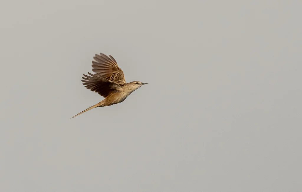 沼泽大尾莺(Megalurus palustris)