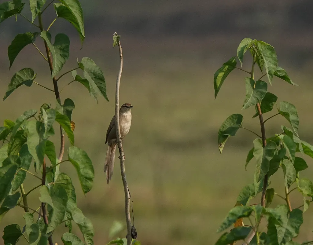 沼泽大尾莺(Megalurus palustris)