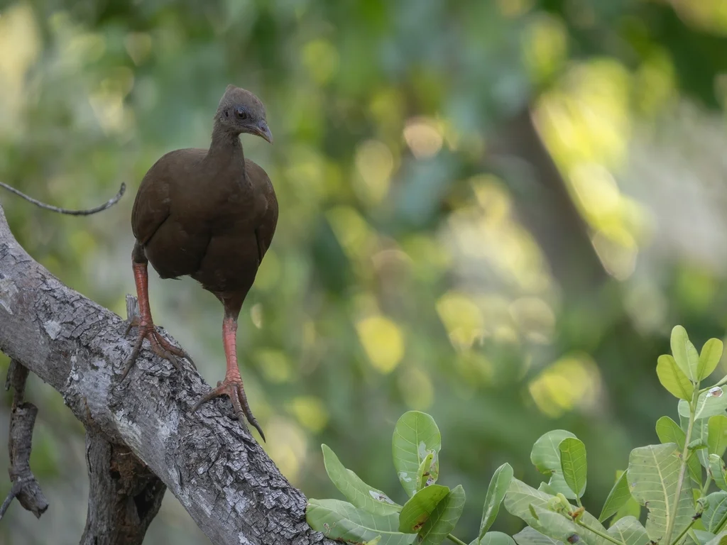 苏拉塚雉(Megapodius bernsteinii)