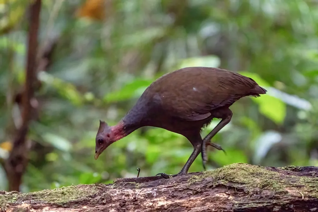 斑喉塚雉(Megapodius decollatus)