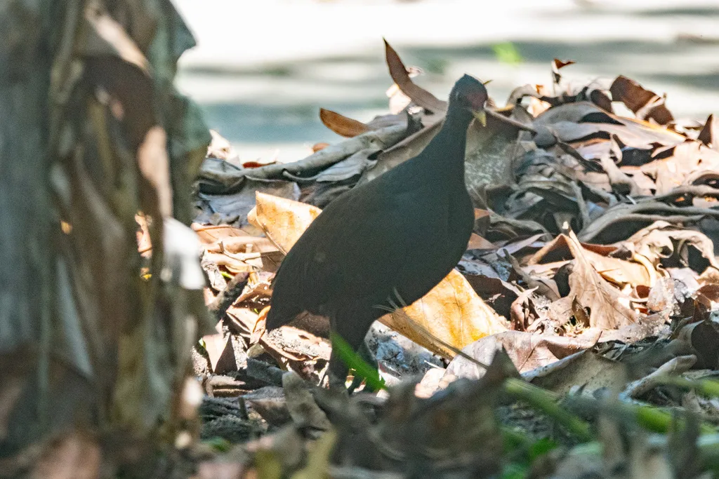 红斑塚雉（Megapodius eremita）