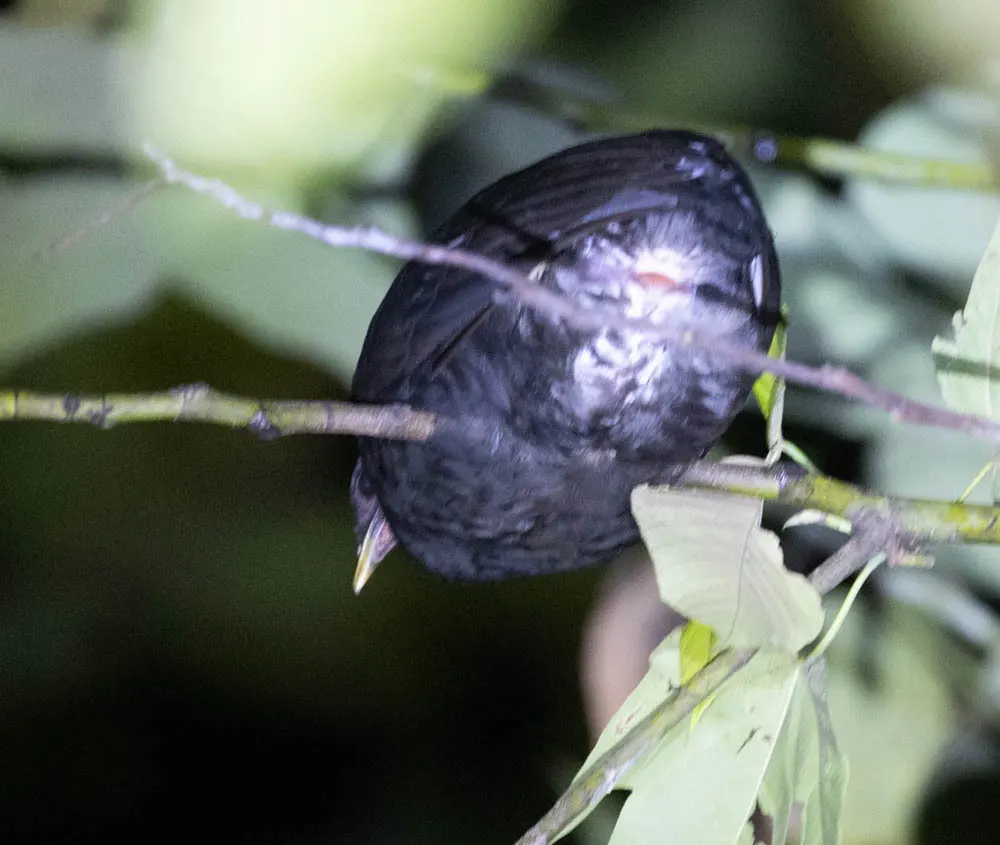 暗色塚雉(Megapodius freycinet)