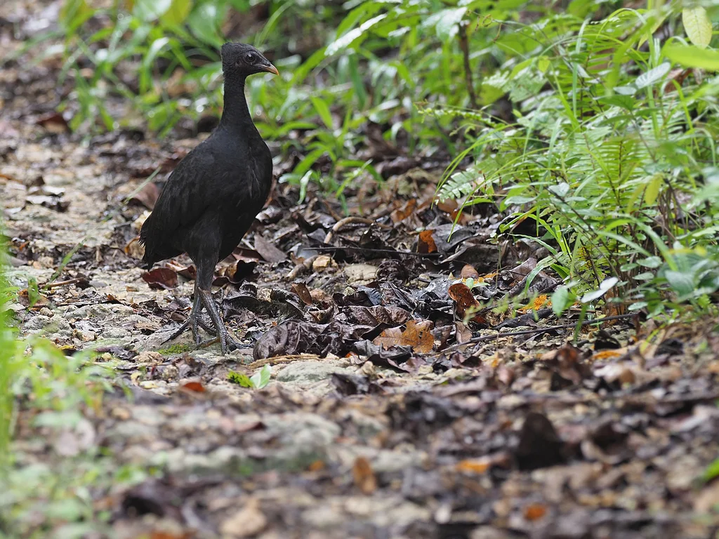 暗色塚雉(Megapodius freycinet)