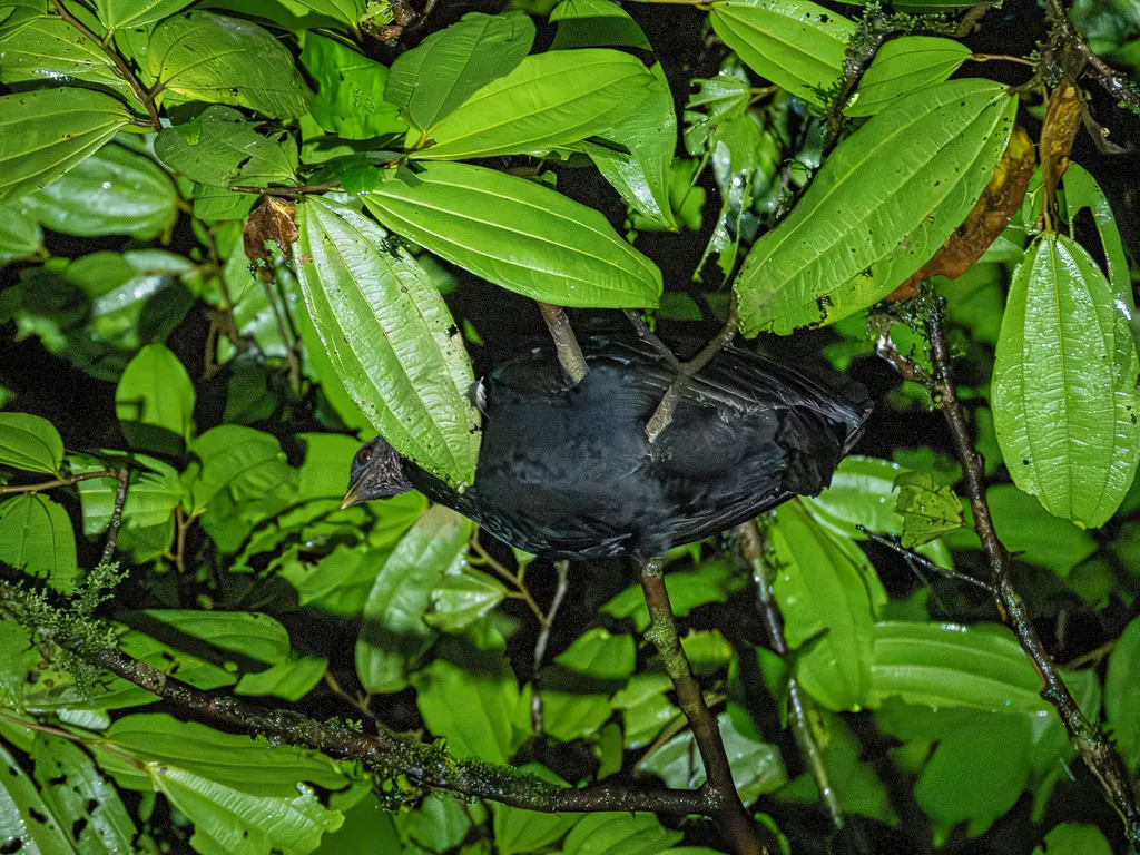 暗色塚雉(Megapodius freycinet)