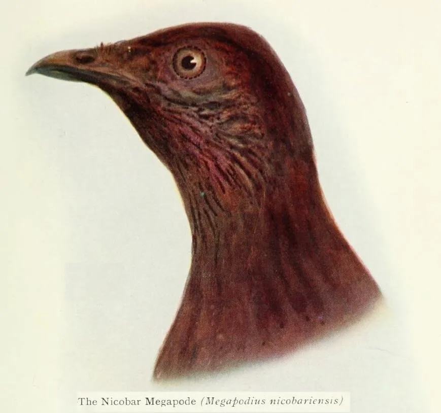 尼柯巴塚雉(Megapodius nicobariensis)