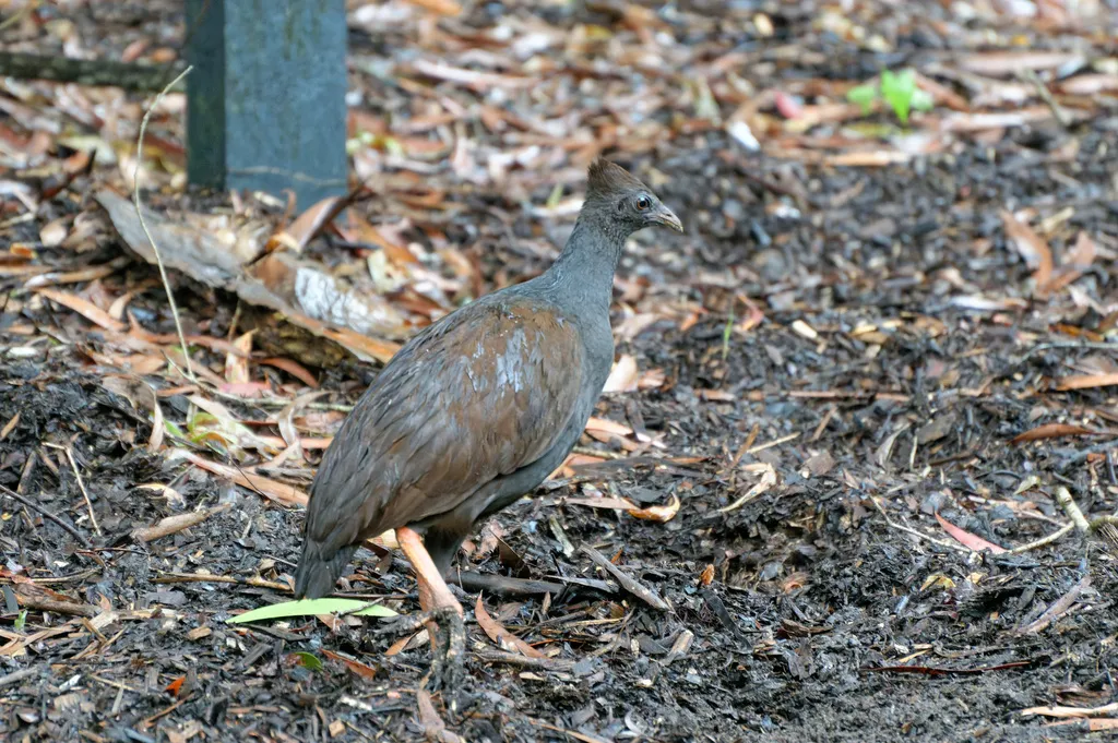 橙脚塚雉(Megapodius reinwardt)