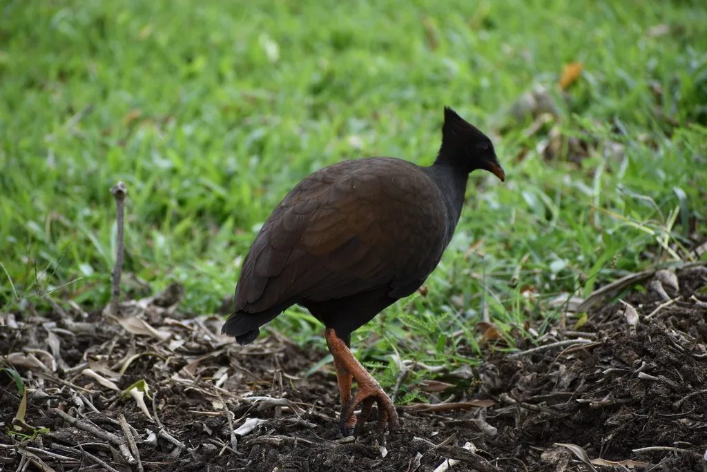 橙脚塚雉(Megapodius reinwardt)