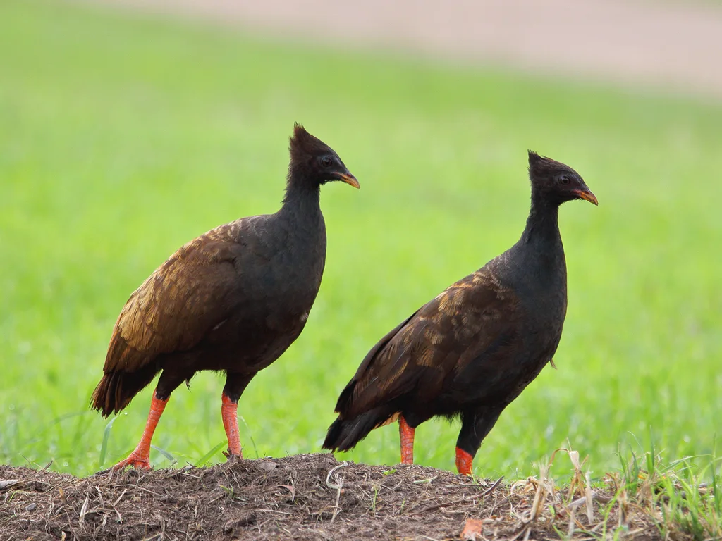 橙脚塚雉(Megapodius reinwardt)