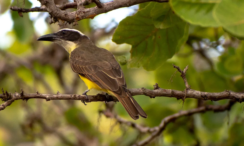 船嘴霸鹟(Megarynchus pitangua)