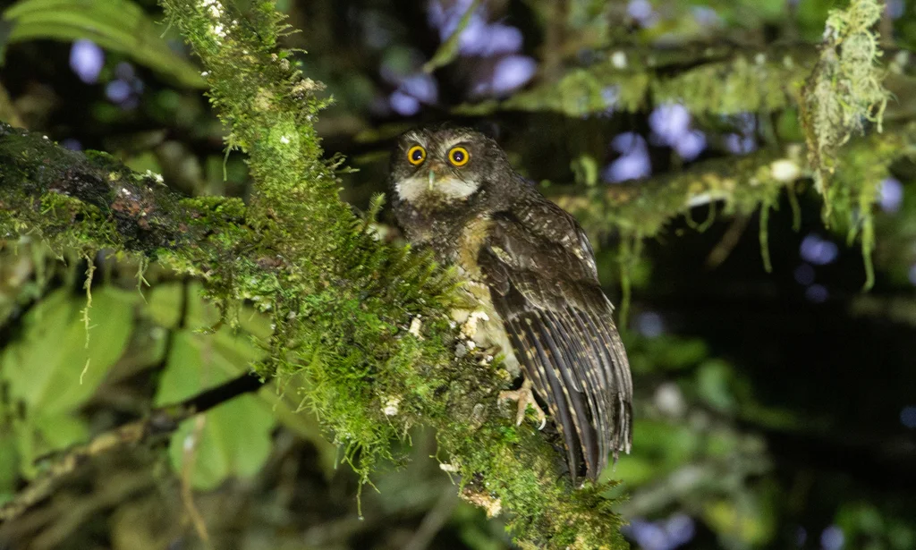 白喉角鸮(Megascops albogularis)