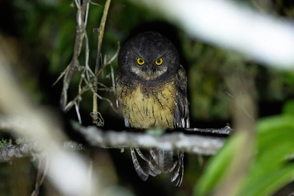 白喉角鸮(Megascops albogularis)