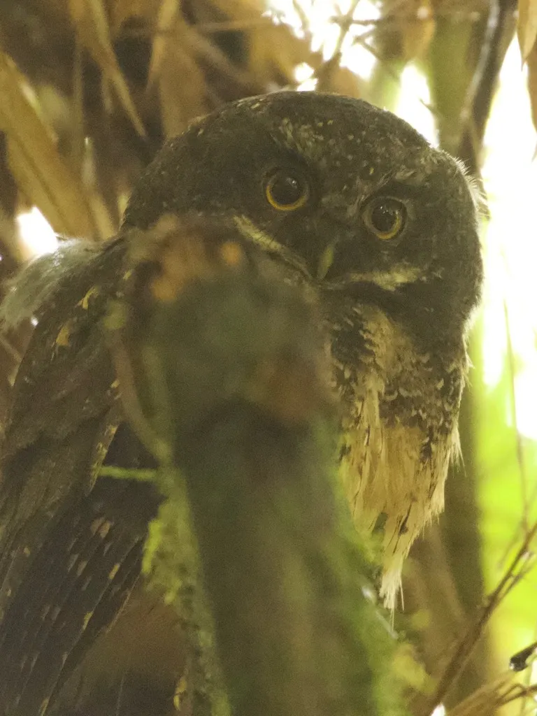 白喉角鸮(Megascops albogularis)