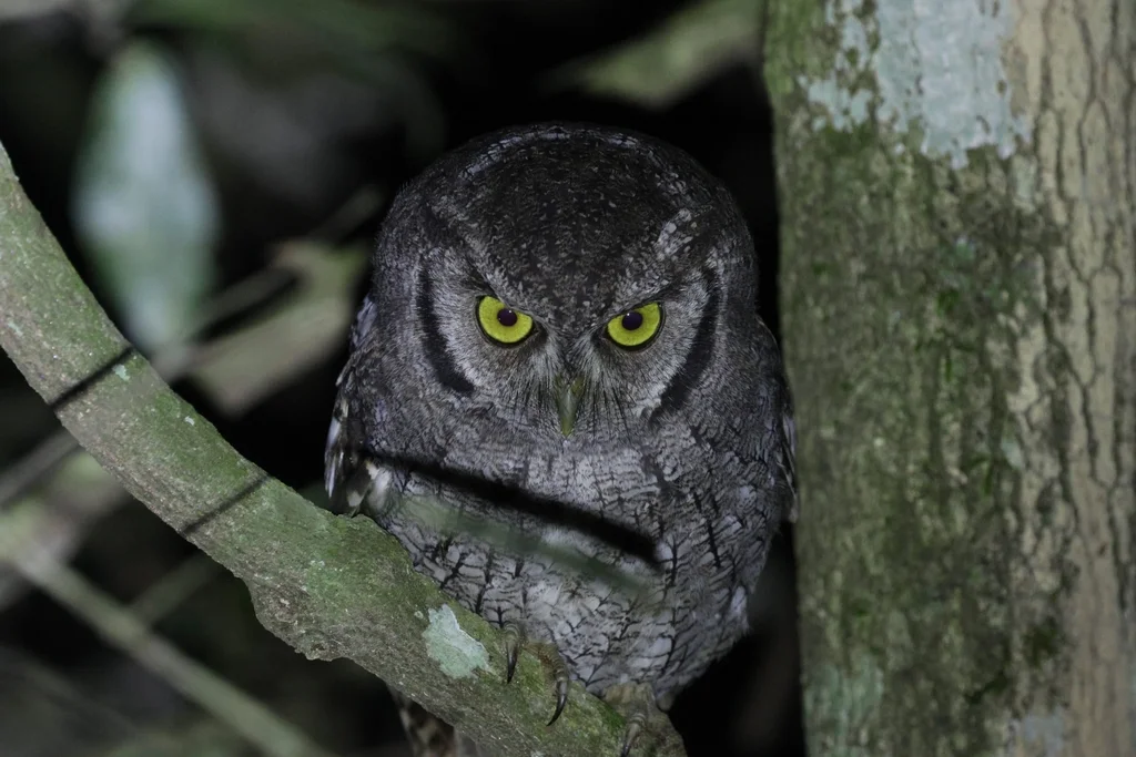 黑顶角鸮(Megascops atricapilla)