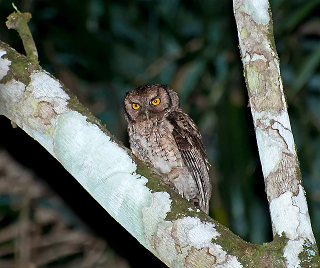黑顶角鸮(Megascops atricapilla)